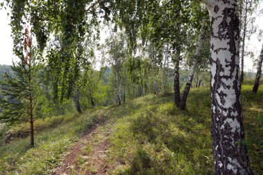 Güneşli bir günde Urallar 'da güzel bir yaz manzarası huş ağacı koruluğu