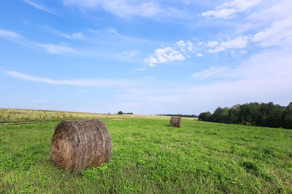 Nyári Táj Szénakazalban Egy Mező Közelében Erdő Cirrus Felhők Kék — Stock Fotó