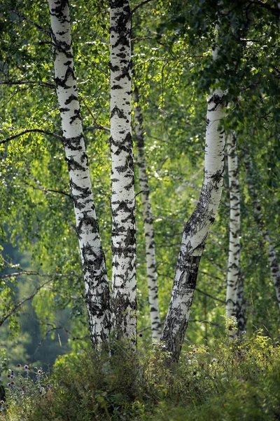 우랄에 아름다운 풍경의 자작나무 — 스톡 사진