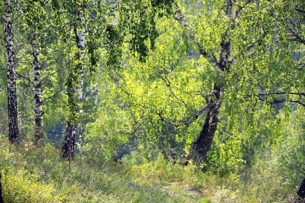 Vacker Sommar Landskap Björk Lund Uralbergen Klar Solig Dag — Stockfoto