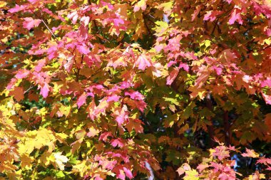 Ilık bir sonbahar gününde güneş ışığında renkli akçaağaç yapraklarının yakın çekimi