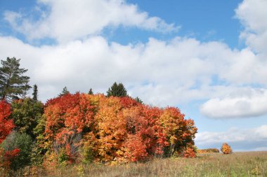 Yaprak döken ormanın sonbahar manzarası güneşli bir günde renkli yapraklarla 