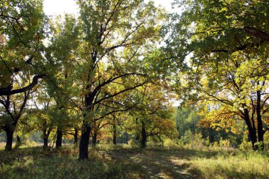Sonbahar manzarası güneşli bir günde meşe korusundaki ağaçların üzerinde güzel sarı yapraklar. 