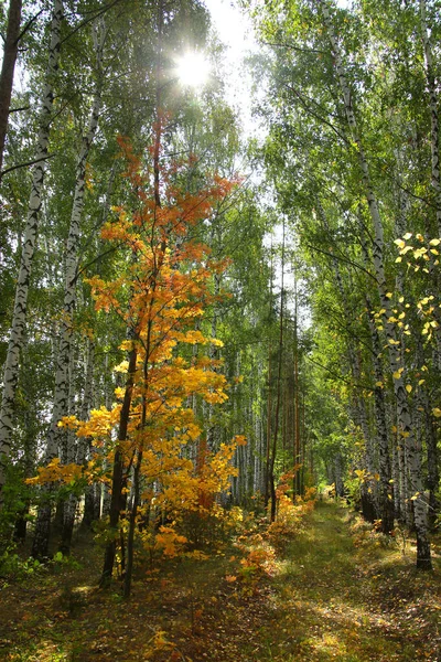 Outono Paisagem Beleza Floresta Caduca Com Folhas Coloridas Dia Ensolarado — Fotografia de Stock