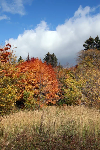 Belleza Del Paisaje Otoñal Del Bosque Caducifolio Con Hojas Coloridas — Foto de Stock