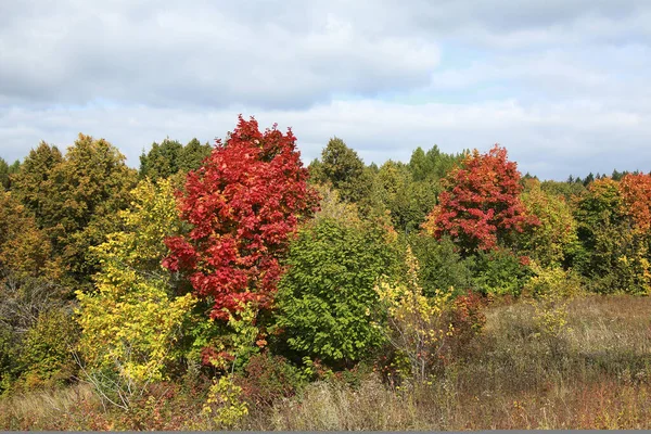 Belleza Del Paisaje Otoñal Del Bosque Caducifolio Con Hojas Coloridas — Foto de Stock