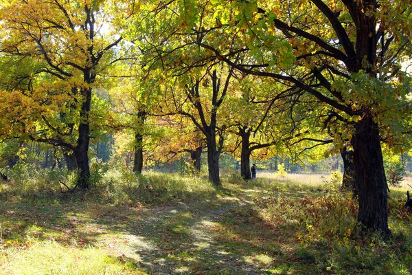 Jesienny Krajobraz Piękne Żółte Liście Drzewach Dębowym Gaju Słoneczny Dzień — Zdjęcie stockowe