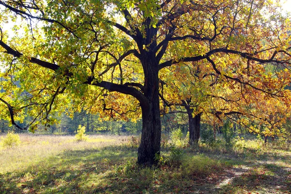 Φθινόπωρο Τοπίο Όμορφα Κίτρινα Φύλλα Στα Δέντρα Στο Άλσος Βελανιδιάς — Φωτογραφία Αρχείου