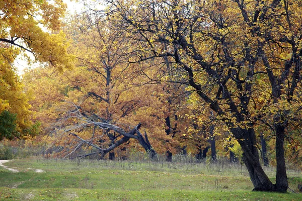 Jesienny Krajobraz Pożółkłe Liście Dębów Gaju Pobliżu Rzeki Pochmurny Dzień — Zdjęcie stockowe