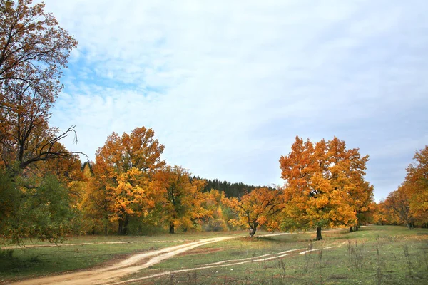 Hermoso Paisaje Otoño Camino Tierra Bosque Día Cálido Soleado —  Fotos de Stock