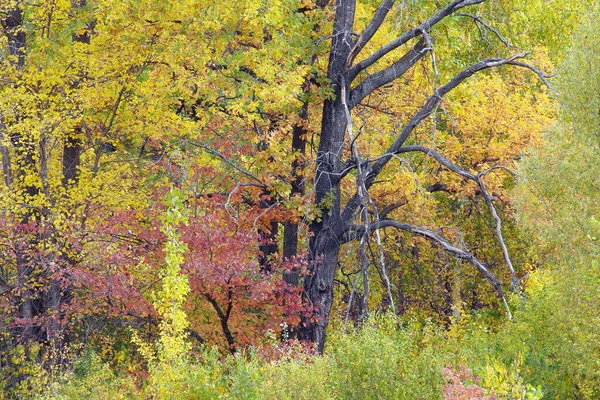 美丽的秋天风景 秋天的森林 树叶五彩斑斓 阳光灿烂 天气温暖 — 图库照片