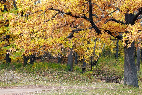 Bela Paisagem Outono Floresta Outono Com Folhas Coloridas Dia Ensolarado — Fotografia de Stock