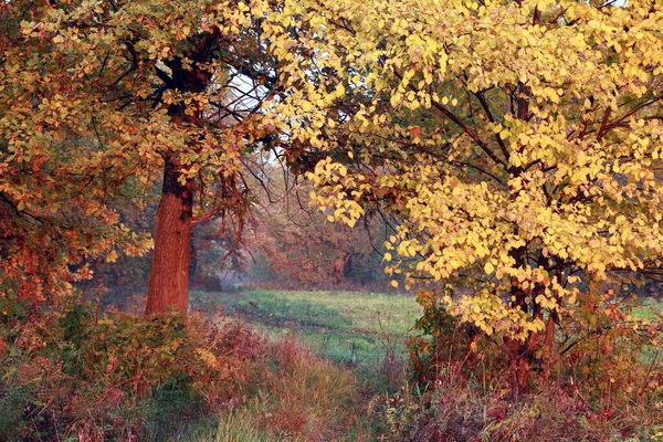 Осенний Пейзаж Грунтовой Дороги Дубовой Роще Облачный День — стоковое фото