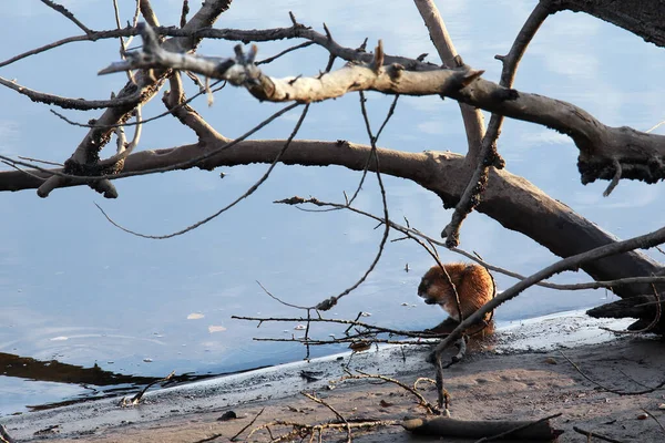 autumn landscape muskrat on the river bank of dry branches of a fallen tree