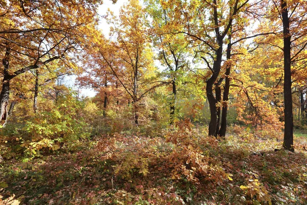 Herbst Landschaft Feldweg Einem Eichenhain Den Frühen Morgenstunden — Stockfoto