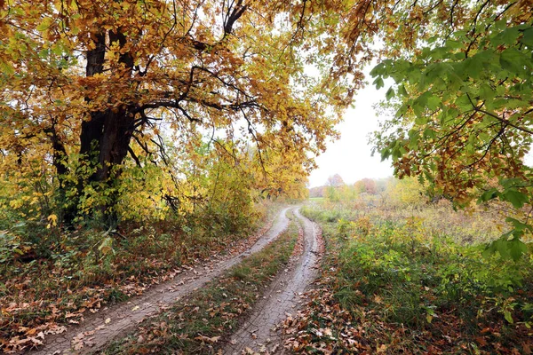 Bela Paisagem Outono Estrada Terra Floresta Dia Ensolarado Quente — Fotografia de Stock