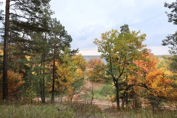 Paysage Automne Promenade Dans Une Forêt Mixte Par Une Journée — Photo