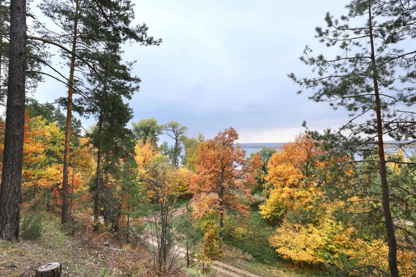 Otoño Paisaje Paseo Bosque Mixto Día Nublado — Foto de Stock