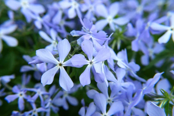 Gros Plan Phlox Bleu Violet Dans Jardin Printemps — Photo