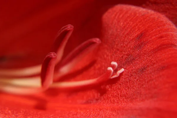 Macro Texture Bright Red Flower Sunlight — Stock Photo, Image