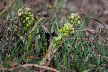 Baharın ilk saatlerinde güneşli bir günde bahçede yeşil filizlenir.