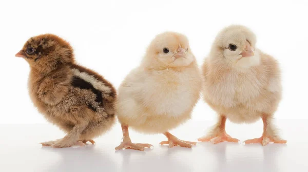 Крупным Планом Маленькие Пушистые Цыплята Светлом Фоне Студии — стоковое фото