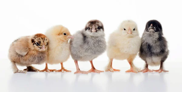 Close Kleine Flauschige Hühner Auf Einem Hellen Hintergrund Studio — Stockfoto