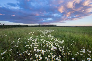 Papatya tarlasında gün batımı ve mavi gökyüzünde güzel bulutlar.