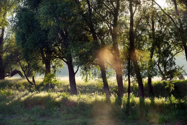 Summer Landscape Dense Fog Oak Grove River Dawn — Stock Photo, Image