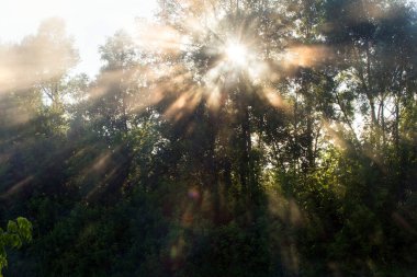 Yaz manzarası, şafak vakti nehrin yanındaki meşe korusunda yoğun sis. 