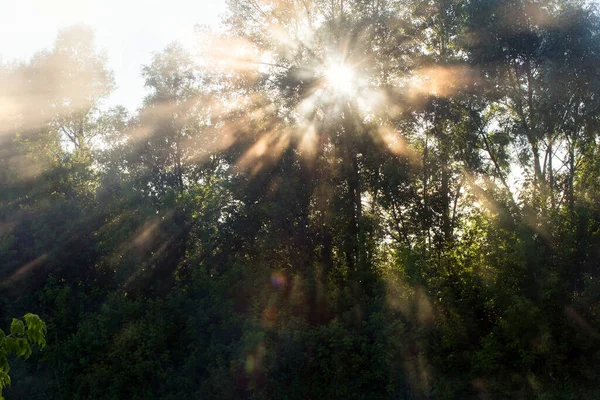 Yaz manzarası, şafak vakti nehrin yanındaki meşe korusunda yoğun sis. 