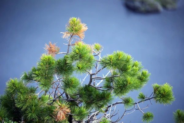 Close Green Cedar Tree Branch Background Mountain Lake Western Sayan — Stock Photo, Image