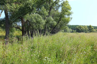 Yaz manzarası, yüksek çayırlar ve mavi gökyüzünün arka planındaki ağaçlar.