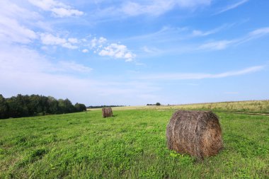 Ormanın yakınındaki bir tarlada saman yığınları ve mavi gökyüzünde sirrus bulutları.