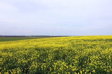 Güzel yaz manzarası açan kolza tohumu tarlaları ve ağaçlarıyla 