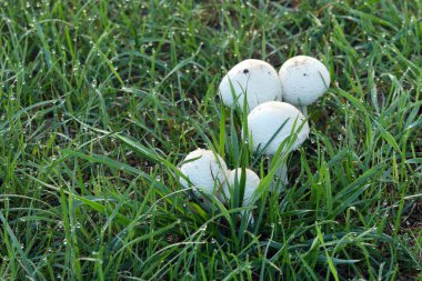 Sonbahar sabahının erken saatlerinde çiğ taneleriyle kaplanmış yeşil çimlerde mantarların yakın çekimi.