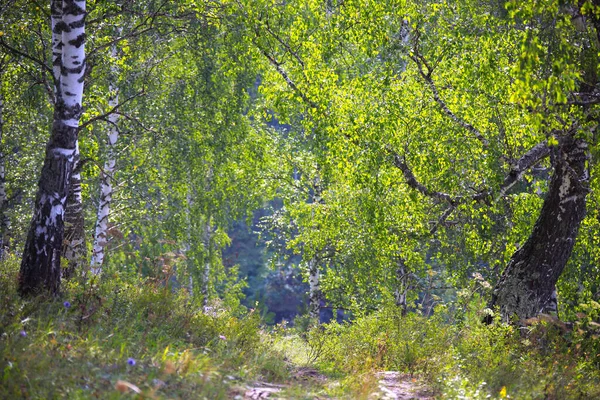 Όμορφο Καλοκαίρι Τοπίο Σημύδα Άλσος Στα Ουράλια Μια Σαφή Ηλιόλουστη — Φωτογραφία Αρχείου