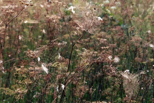 乾燥した草の上に隔離された閉鎖クモの巣霧の秋の朝 — ストック写真