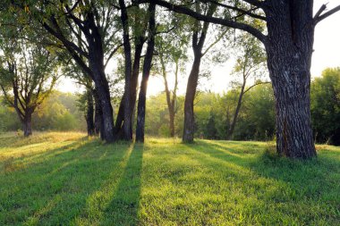 Ormanda güzel bir günbatımının sonbahar manzarası. Güneş ışınları yaprakların arasından yol alır.