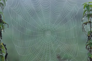 Kuru çimenlerin üzerindeki örümcek ağı. Sonbahar sabahı sisli.