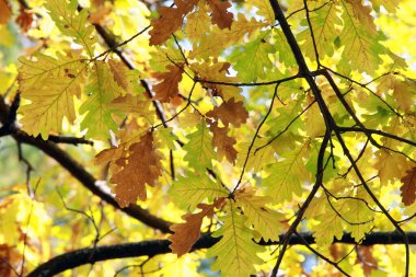 Güneşli bir günde, ormanda bir dalda sararmış meşe yapraklarının yakın çekimi.