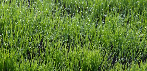 Close Shoots Winter Crops Covered Dew Field Sunny Morning — Stock Photo, Image