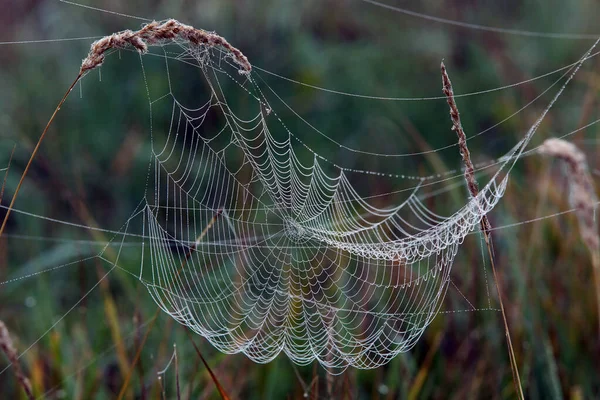 안개낀 거미줄을 클로즈업 — 스톡 사진