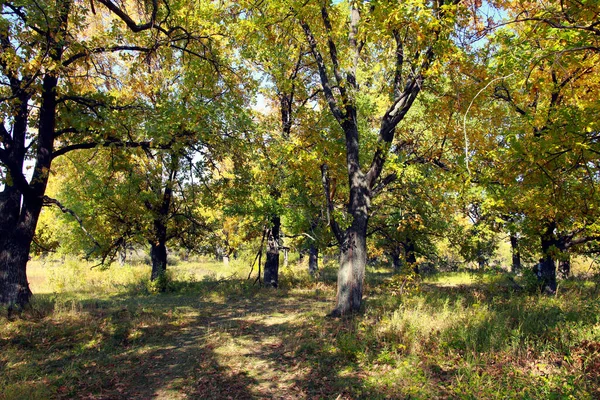 Paisaje Otoño Hermosas Hojas Amarillas Los Árboles Roble Día Soleado —  Fotos de Stock