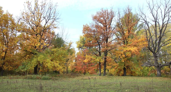 Piękny Jesienny Krajobraz Jesienny Las Kolorowymi Liśćmi Ciepły Słoneczny Dzień — Zdjęcie stockowe