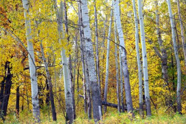 Güzel sonbahar manzarası, güneşli bir günde renkli yapraklarla sonbahar ormanı. 