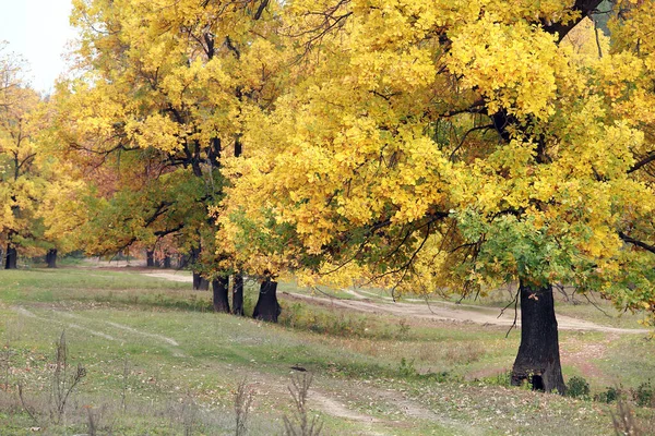 Hermoso Paisaje Otoñal Bosque Otoñal Con Hojas Coloridas Día Cálido —  Fotos de Stock