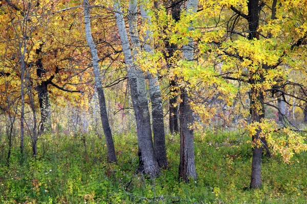 Jesienne Drzewa Krajobrazowe Lesie Żółte Liście Pochmurny Dzień — Zdjęcie stockowe