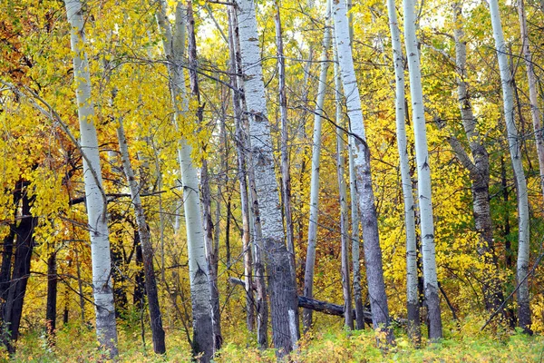 Belle Forêt Automne Paysage Automne Avec Des Feuilles Colorées Par — Photo