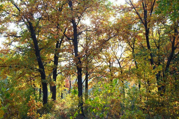 Outono Árvores Paisagem Floresta Folhas Amareladas Dia Nublado — Fotografia de Stock